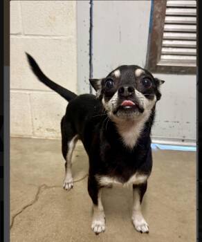 Todd -  Chihuahua and Terrier Dog for Adoption in Winter, Wisconsin - Todd | PetCurious