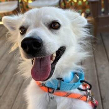 Pearl -  American Eskimo Dog Dog for Adoption in Phoenixville, Pennsylvania - Pearl | PetCurious