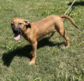 Rescue Boxer and Mixed Breed Dogs for Adoption in Moultrie, Georgia - Dorthea | PetCurious