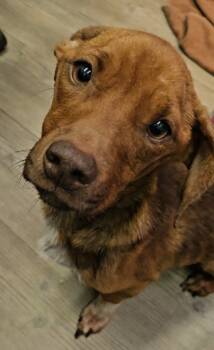 Rescue Mixed Breed Dogs for Adoption in Port St. Joe, Florida - Eli | PetCurious