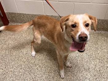 TANNER -  Labrador Retriever and Mixed Breed Dog for Adoption in Colorado Springs, Colorado - TANNER | PetCurious