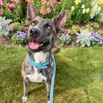 STEVIE BUDD -  Mixed Breed Dog for Adoption in Cranston, Rhode Island - STEVIE BUDD | PetCurious