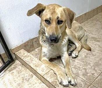German Shepherd Dog and Mixed Breed Dogs Available for Adoption in Houston, Texas - A654398 | PetCurious
