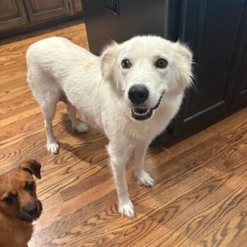 Kira -  Great Pyrenees and Mixed Breed Dog for Adoption in Olathe, Kansas - Kira | PetCurious