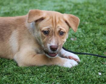 Rescue Husky Dogs for Adoption in San Diego, California - Asha