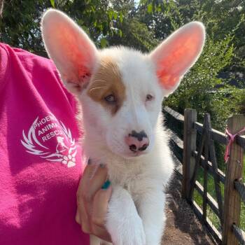 Derek -  Corgi Dog for Adoption in Chester Springs, Pennsylvania - Derek | PetCurious