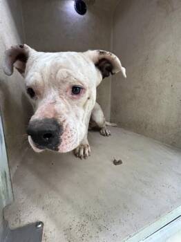 COLT -  American Bulldog and Mixed Breed Dog for Adoption in Oklahoma City, Oklahoma - COLT | PetCurious
