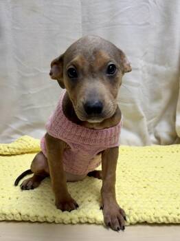 Chihuahua and Miniature Pinscher Dogs Available for Adoption - Dot The Mixed Breed Puppy | PetCurious