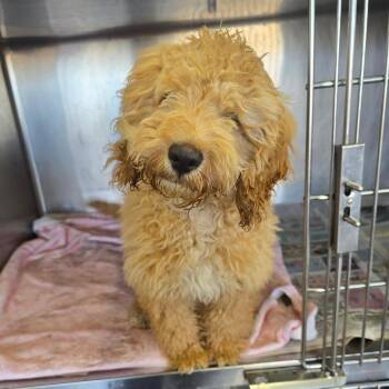 Cockapoo Dogs Available for Adoption in Matteson, Illinois - Dilly Bar | PetCurious