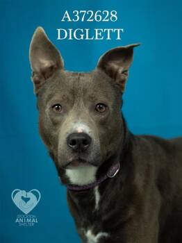 DIGLETT -  Pit Bull Terrier and Mixed Breed Dog for Adoption in Stockton, California - DIGLETT | PetCurious