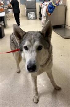 A1933679 -  Siberian Husky Dog for Adoption in Riverside, California - A1933679 | PetCurious
