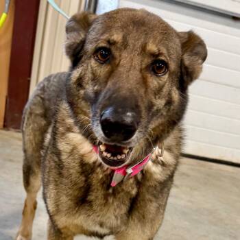 German Shepherd Dog Dogs Available for Adoption - Furie - Missouri MR26-307 | PetCurious
