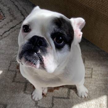 Rescue French Bulldog Dogs for Adoption in West Des Moines, Iowa - Ellie | PetCurious