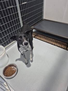 Rescue Cattle Dog and Mixed Breed Dogs for Adoption in Carthage, Missouri - Jax | PetCurious