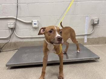 BUD -  American Staffordshire Terrier and Mixed Breed Dog for Adoption in Grand Prairie, Texas - BUD | PetCurious