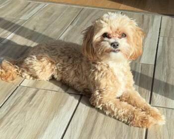 Maltese and Poodle Dogs Available for Adoption in Mundelein, Illinois - Sax | PetCurious