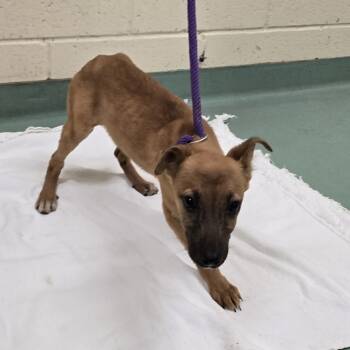 Rescue Mixed Breed Dogs for Adoption in Memphis, Tennessee - Adelaide | PetCurious