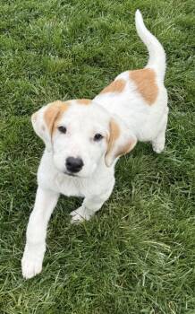 Hound and Labrador Retriever Dogs Available for Adoption in South Bend, Indiana - Stewie | PetCurious