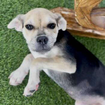 Black Bean 8723 -  Mixed Breed Dog for Adoption in Loxahatchee Groves, Florida - Black Bean 8723 | PetCurious