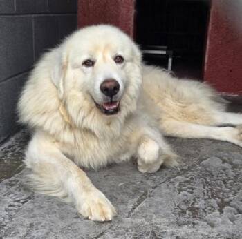 Finn -  Great Pyrenees Dog for Adoption in Malvern, Pennsylvania - Finn | PetCurious