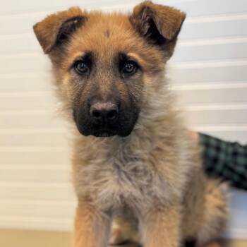 German Shepherd Dog Dogs Available for Adoption - Cheese | PetCurious