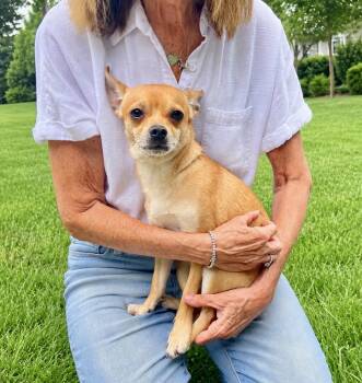 Brady -  Chihuahua Dog for Adoption in Rockville, Maryland - Brady | PetCurious