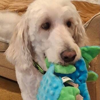 Jamie -  Poodle and Golden Retriever Dog for Adoption in Gonzales, Louisiana - Jamie | PetCurious
