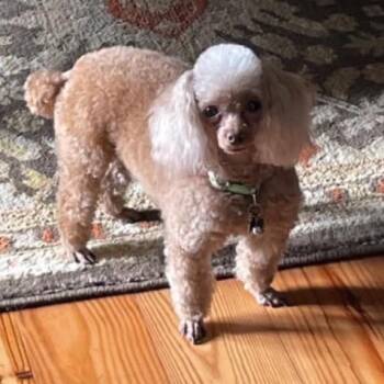 Remi -  Miniature Poodle Dog for Adoption in Baton Rouge, Louisiana - Remi | PetCurious