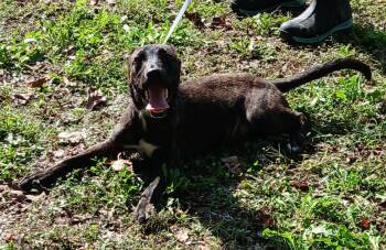 Rescue Terrier Dogs for Adoption in Princeton, Indiana - Ollie | PetCurious