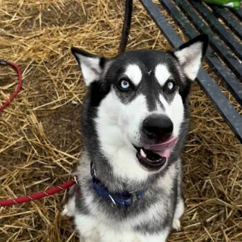 Husky Dogs Available for Adoption - Joanie | PetCurious