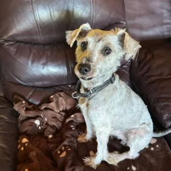 Carlos -  Mixed Breed Dog for Adoption in Fredericksburg, Virginia - Carlos | PetCurious