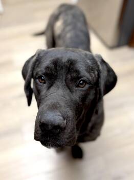 Cane Corso Dogs Available for Adoption - Tish | PetCurious