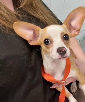 Chihuahua Dogs Available for Adoption in Tifton, Georgia - Marty | PetCurious