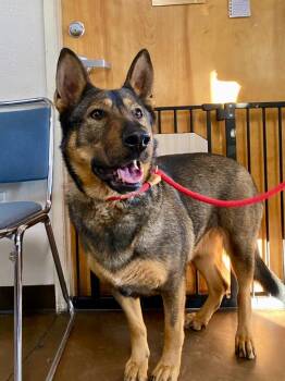 German Shepherd Dog and Shepherd Dogs Available for Adoption - Ellis | PetCurious