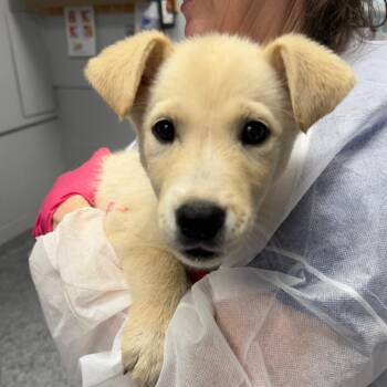Gamora -  Anatolian Shepherd and Golden Retriever Dog for Adoption in Greenville, South Carolina - Gamora | PetCurious