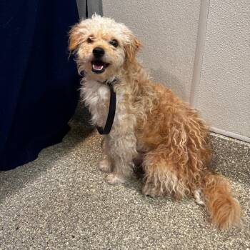 IVHS-Stray-139652 -  Poodle and Maltese Dog for Adoption in San Gabriel, California - IVHS-Stray-139652 | PetCurious