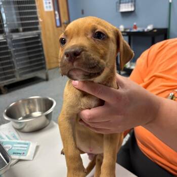 Zion -  Mixed Breed Dog for Adoption in Saint Joseph, Missouri - Zion | PetCurious