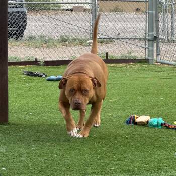 Brutus -  Pit Bull Terrier Dog for Adoption in Truth Or Consequences, New Mexico - Brutus | PetCurious
