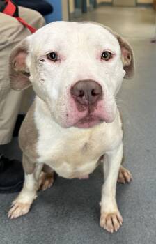 Cody -  Pit Bull Terrier Dog for Adoption in Suffolk, Virginia - Cody | PetCurious