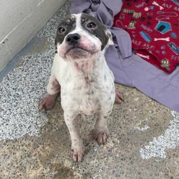 Rescue Bulldog Dogs for Adoption in Carmel Hamlet, New York - Stormie | PetCurious