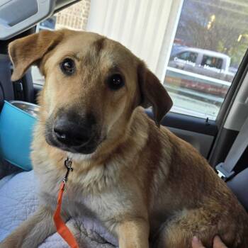 Shepherd Dogs Available for Adoption in Waco, Texas - Maple | PetCurious