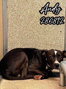 Rescue Mixed Breed Dogs for Adoption in Macon, Georgia - ANDY | PetCurious