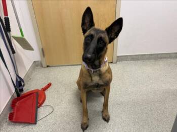 CECE -  Belgian Shepherd Malinois Dog for Adoption in Loveland, Colorado - CECE | PetCurious