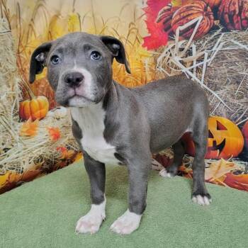 Rescue Pit Bull Terrier and Labrador Retriever Dogs for Adoption in Griswold, Connecticut - Kelsea | PetCurious