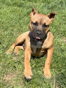 Fv Litter Lennox -  American Bulldog Dog for Adoption in Livonia, Michigan - Fv Litter Lennox | PetCurious