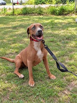 Hailey -  Mixed Breed Dog for Adoption in Nahunta, Georgia - Hailey | PetCurious