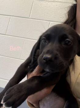 Labrador Retriever Dogs Available for Adoption in Hilton Head Island, South Carolina - Beth | PetCurious