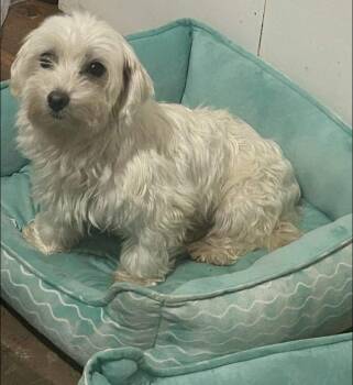 Rescue Maltese Dogs for Adoption in Anniston, Alabama - Fancy | PetCurious