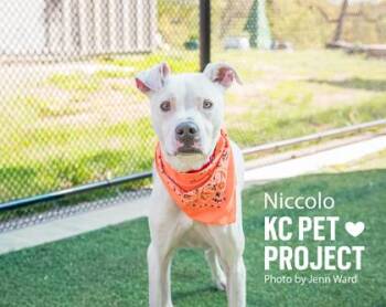 Mixed Breed Dogs Available for Adoption in Kansas City, Missouri - Niccolo | PetCurious