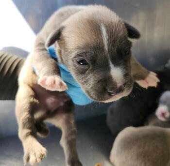 ATTICUS -  American Staffordshire Terrier Dog for Adoption in San Antonio, Texas - ATTICUS | PetCurious